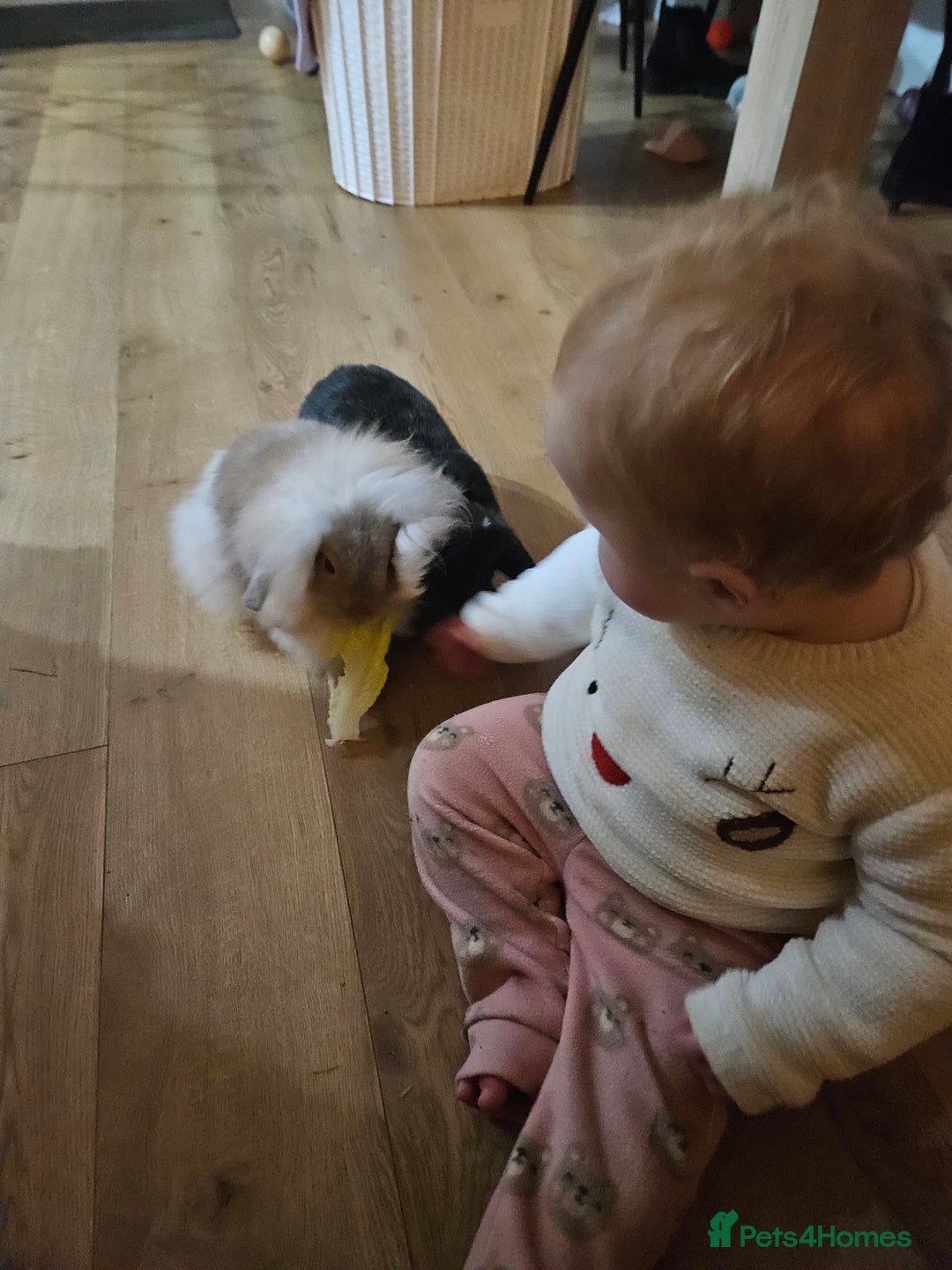Mini Lion Lop rabbits for sale: Mini Lion & Mini Lop Rabbits 💙💙 - Advert 4