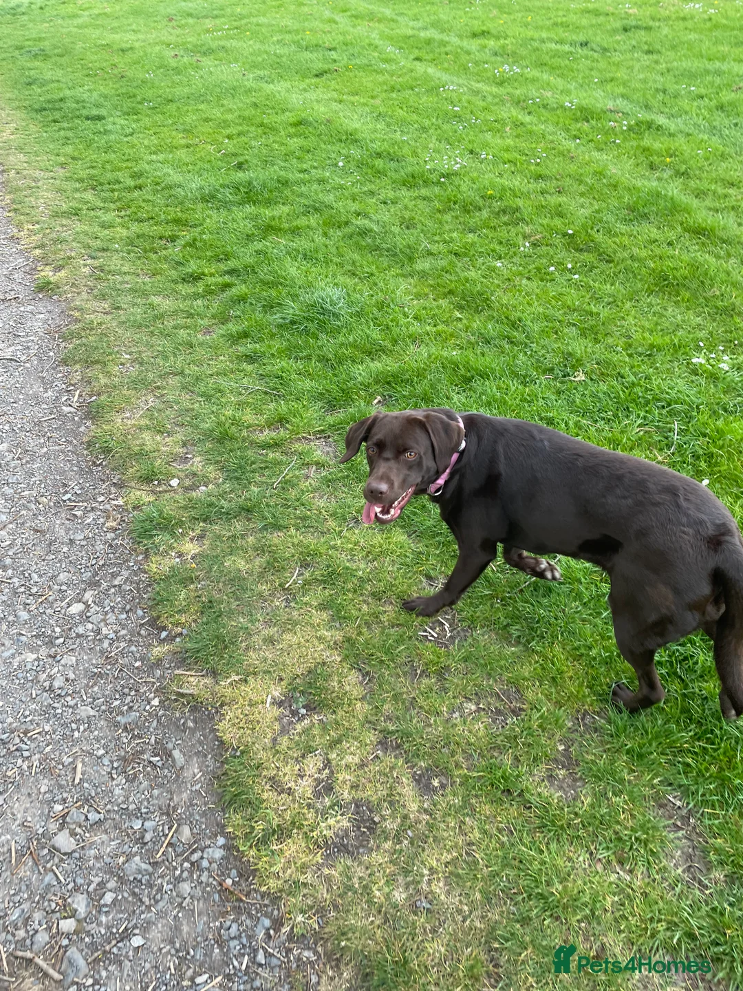 Labrador Retriever dogs for sale: Chocolate female Labrador  - Advert 17