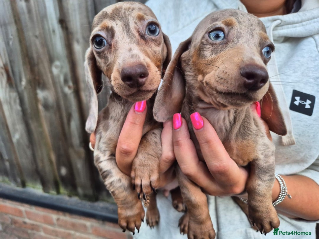 Miniature Dachshund dogs for sale: Miniature smooth haired dachshunds  - Image 4