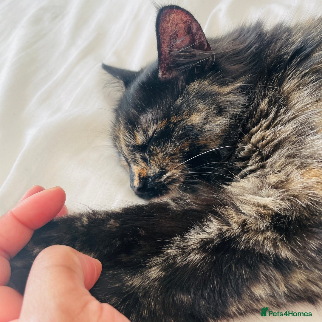Mixed Breed cats for sale: Three year old Tortoiseshell female - Image 9