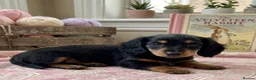 Dachshund dogs for sale: Mini Long hair Dachshund - Advert 3