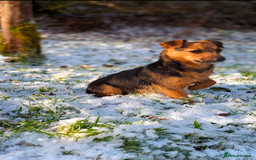 Mixed Breed dogs for sale: Cracking terrier pups - Image 8