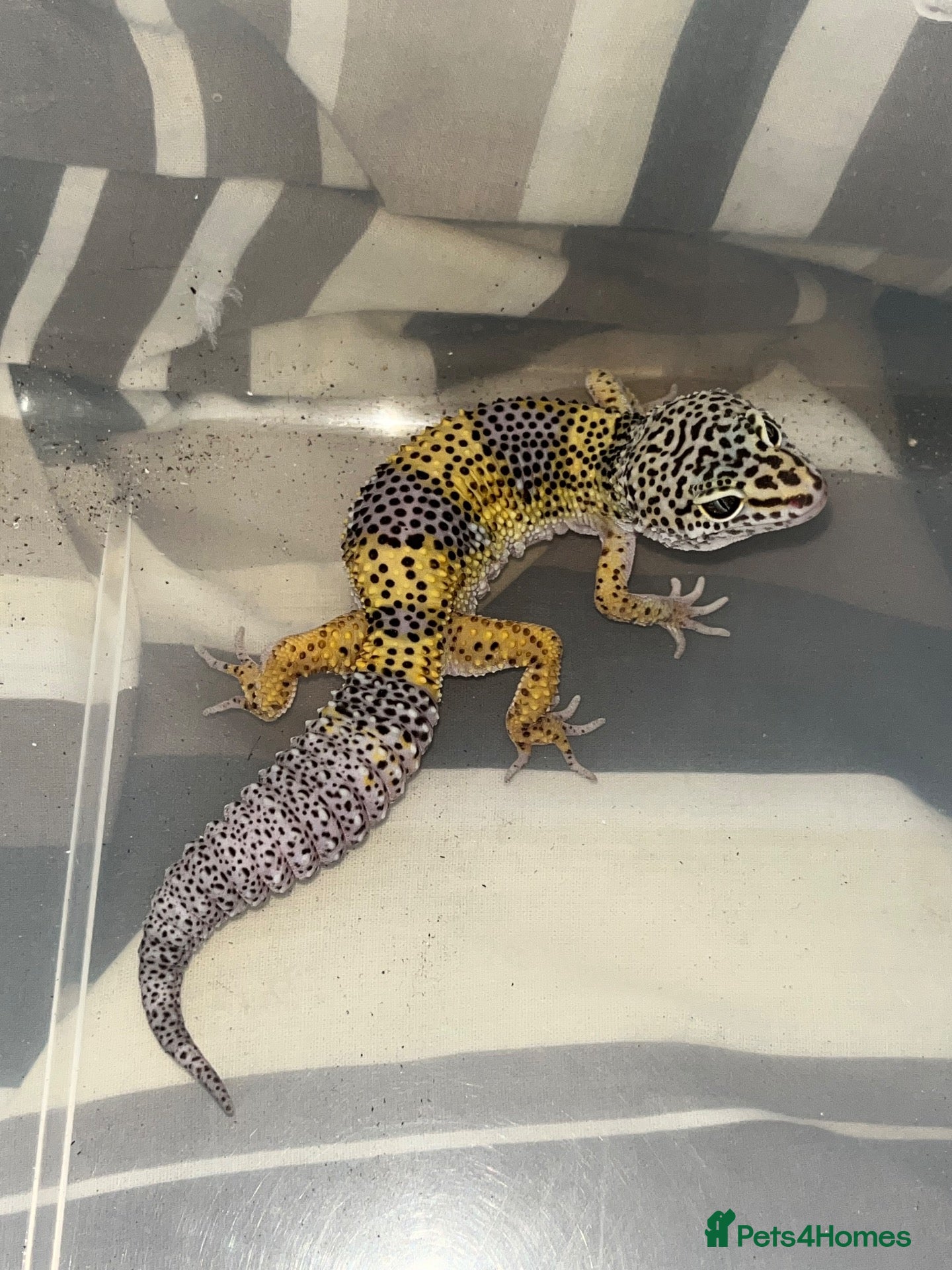 Gecko reptiles A range of leopard gecko and crested gecko babies - Advert 20