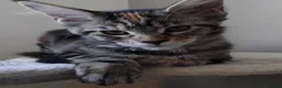 Maine Coon cats for sale: Maine coon kitten black smoke, grey-blue, tortoise - Advert 11