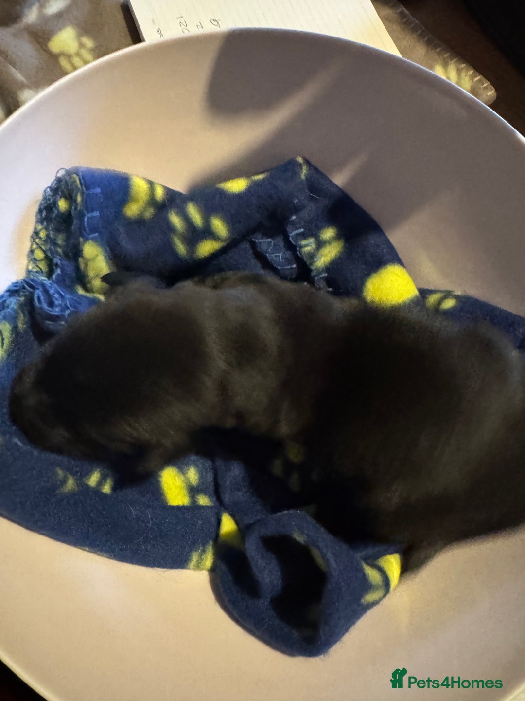 Labrador Retriever dogs for sale: 6 Sweet Labrador Puppies  - Advert 5