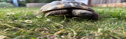 Hermann Tortoise reptiles for sale: Various Ages of Hermann Tortoises in Bridgwater - Advert 3