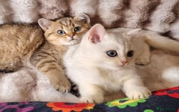 British Shorthair cats for sale: GOLDEN & SILVER BRITISH SHORTHAIR KITTENS TICA - Image 8