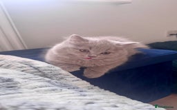 British Longhair cats for sale: British longhair last boy last girl in Watford - Image 8