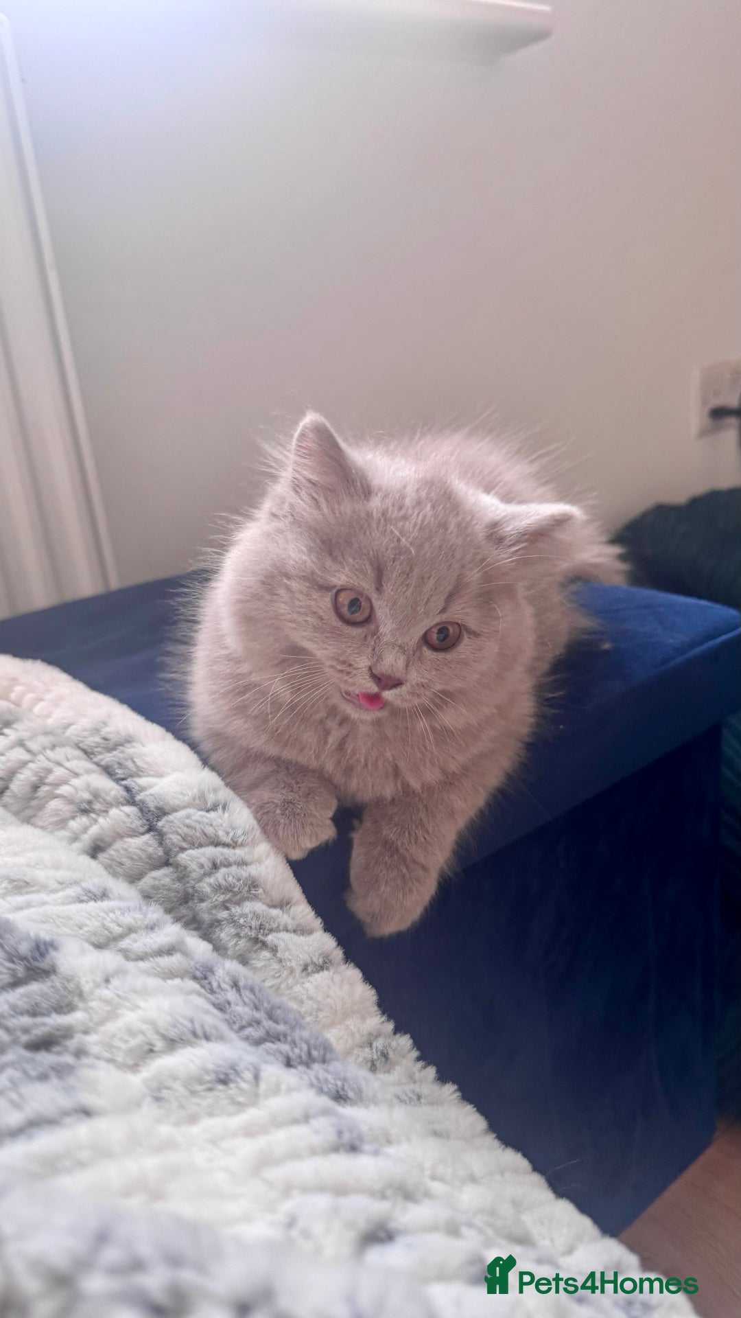 British Longhair cats for sale: British longhair last boy last girl in Watford - Image 8