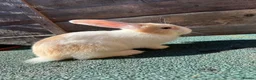 Giant Papillon rabbits for sale: continental giant , minilop , netherland draft - Advert 6