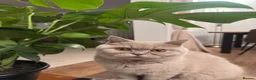 British Shorthair cats for sale: Pedigree British shorthair  in Northampton - Advert 7