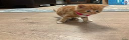 Mixed Breed cats for sale: Now Reserved Beautiful Ginger Male Kitten 4 weeks - Advert 7