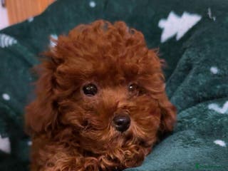 Toy Poodle dogs Asian Toy Poodle (Korean & Chineese) - Advert 15