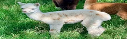 Alpaca livestock for sale: Very Special breeding  group of 7 stunning Alpaca in Llandovery - Advert 4