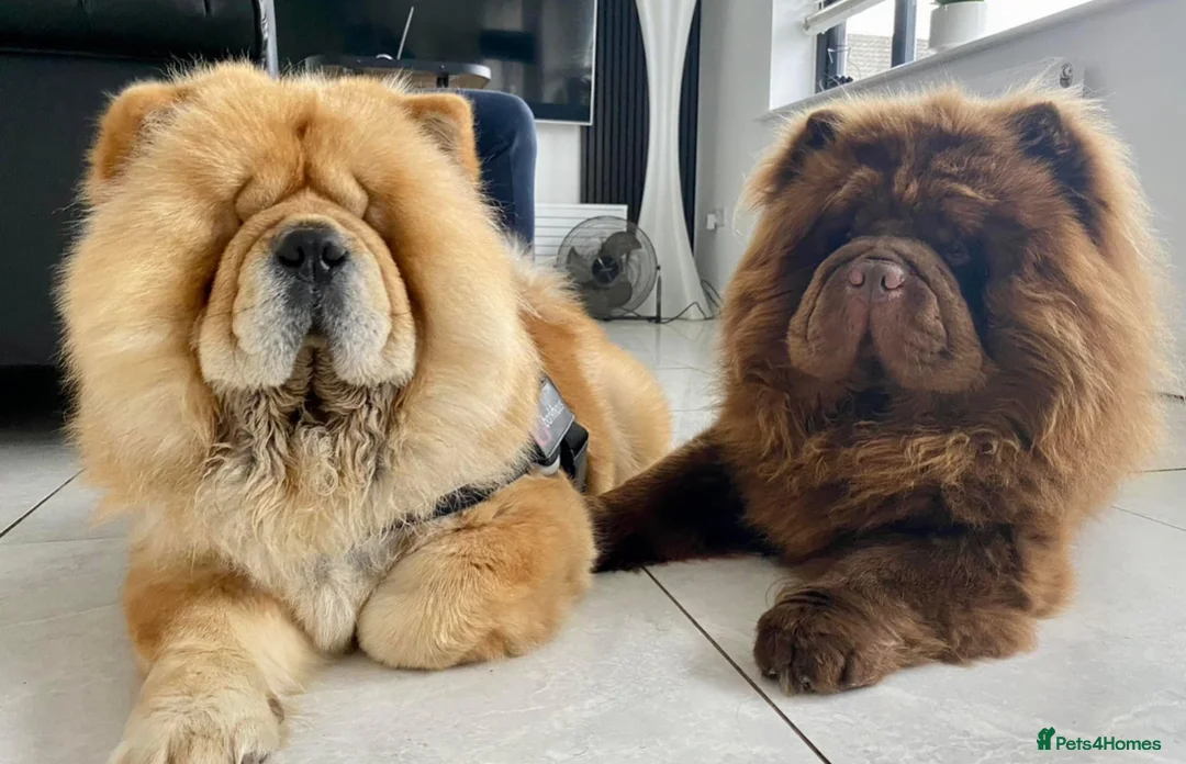 Chow Chow dogs for sale: Chow chow puppy  - Advert 14