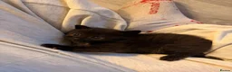 Mixed Breed cats for sale: Mixbreed beautiful kittens - Advert 4