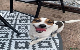 Jack Russell dogs for stud: Jack Russell for stud in Seaham - Image 10