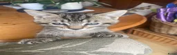 Mixed Breed cats for sale: Ready to leave: 9 weeks old-Tabby kittens  - Advert 15