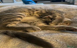 Brazilian Shorthair cats for sale: Kittens for sale  - Image 16