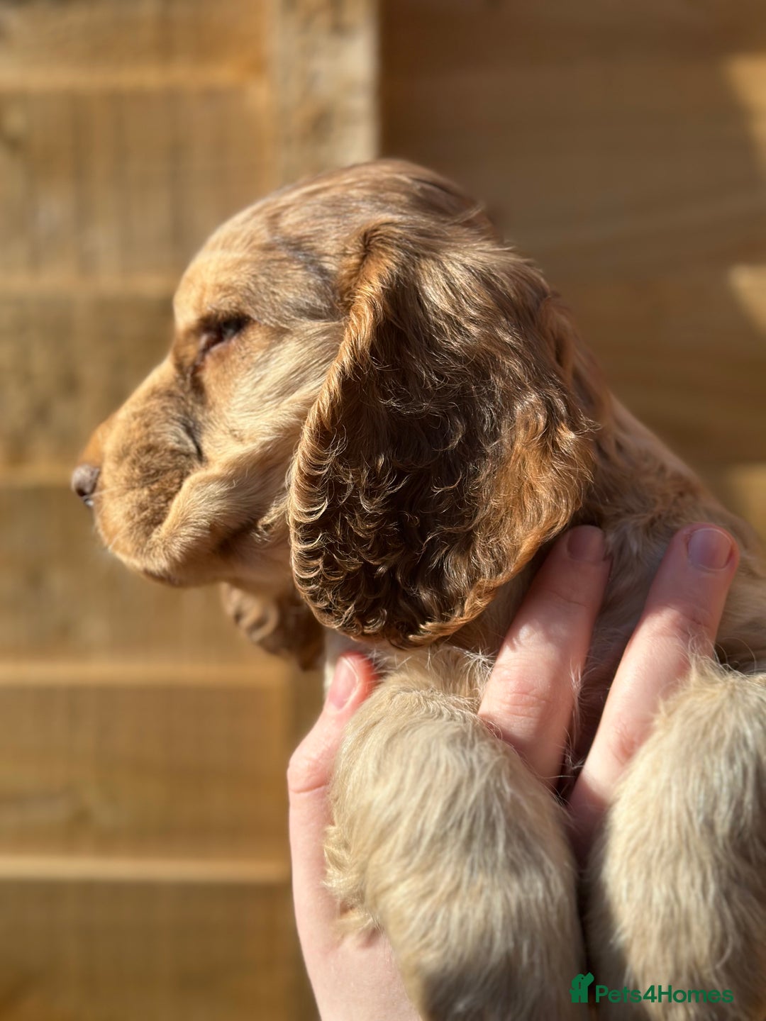 Cocker Spaniel dogs for sale: Show cocker spaniel pups health tested - Image 2