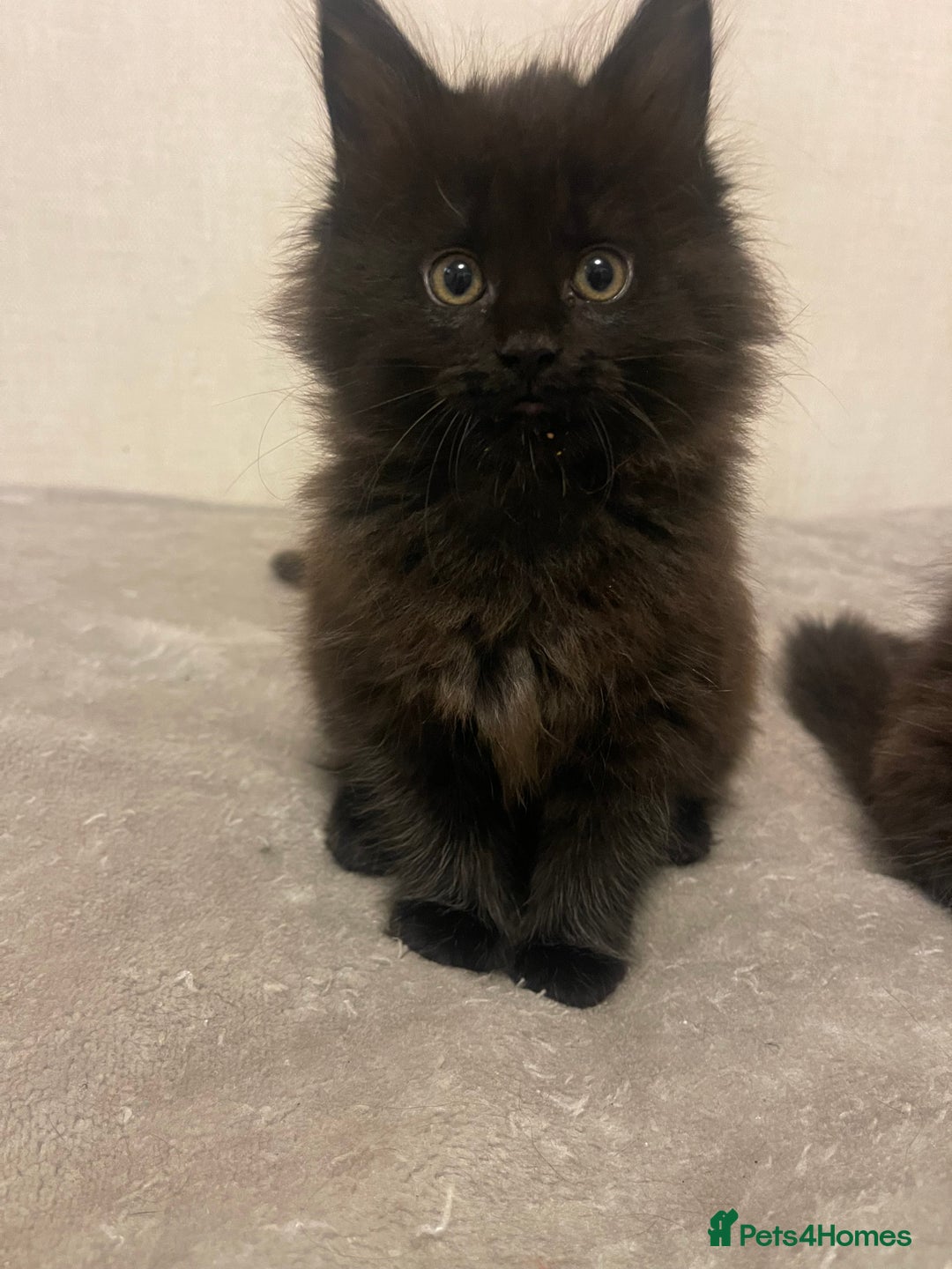 Maine Coon cats for sale: Main coon kitten - Advert 6