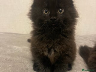 Maine Coon cats Main coon kitten - Advert 1