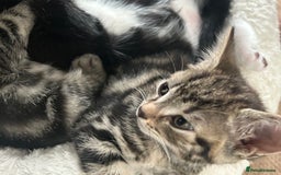 Mixed Breed cats for sale: Litter of 6 beautiful kittens - Image 7