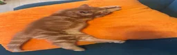 Domestic Shorthair cats for sale: 3 Adorable Kittens Looking for Their Forever Homes - Advert 7