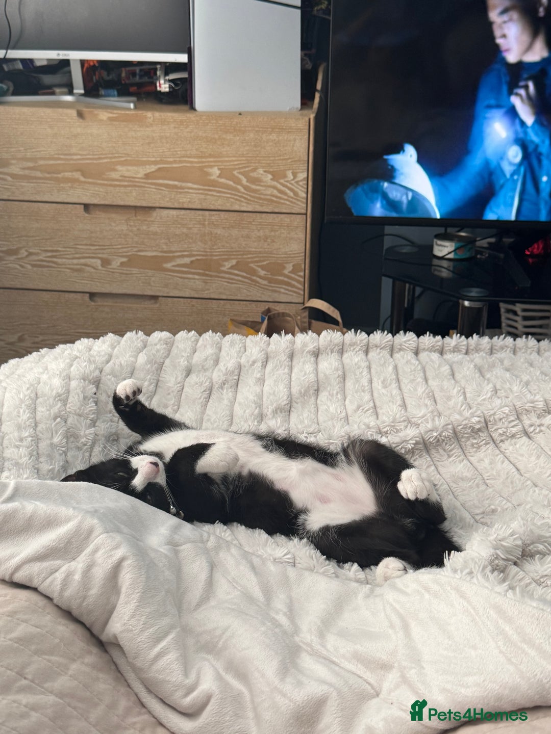 Mixed Breed cats for sale: Tuxedo male kitten  - Image 3