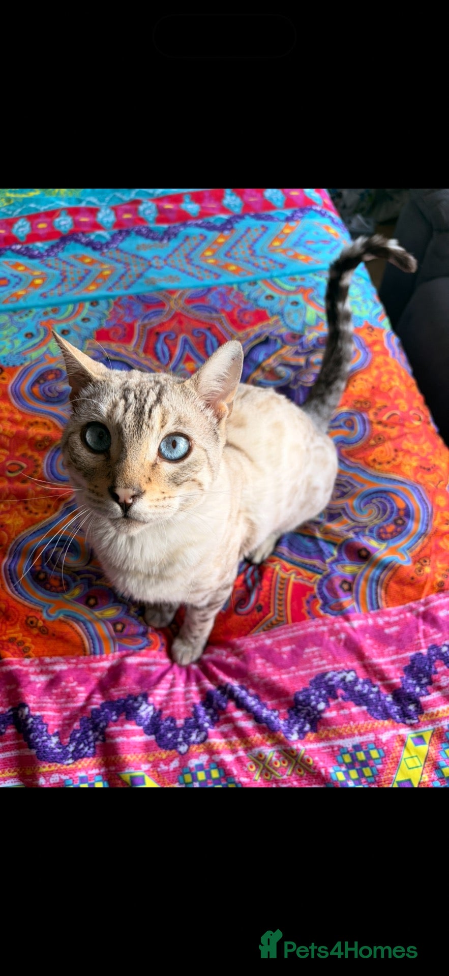 Bengal cats 2 Bengal Males for rehoming - Advert 1