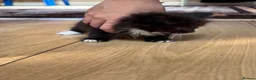 Mixed Breed cats for sale: Sweet little kittens for sale! - Advert 13
