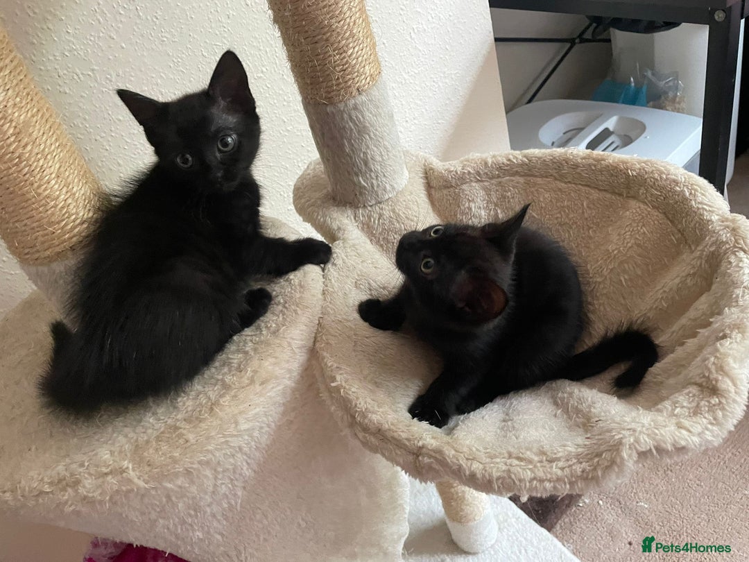 Mixed Breed cats for sale: 1 female black kitten  - Image 2