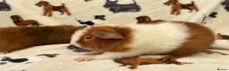 Guinea Pig rodents for sale: Baby Guinea pigs  - Advert 10