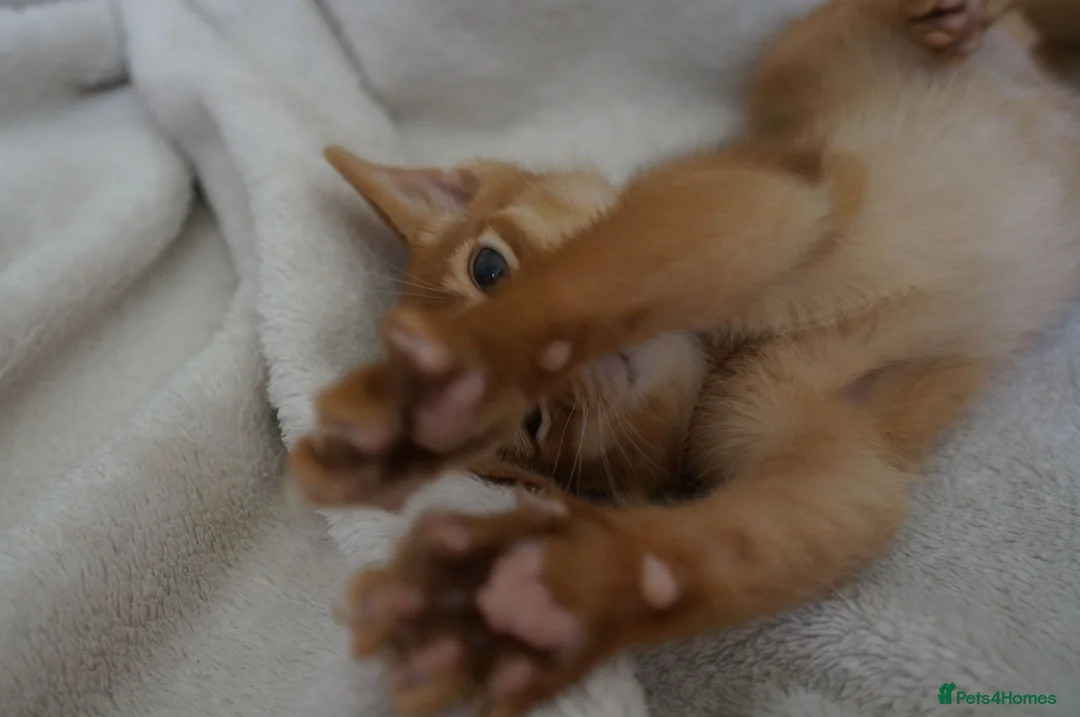 Abyssinian cats for sale: Gorgeous Abyssinian Kittens Ready Now - Advert 2