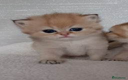 British Shorthair cats for sale: Quality X4 British Longhair x2 British Shorthair - Image 2