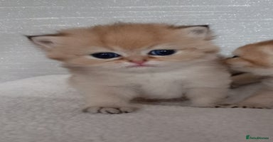 British Shorthair cats - Advert 16