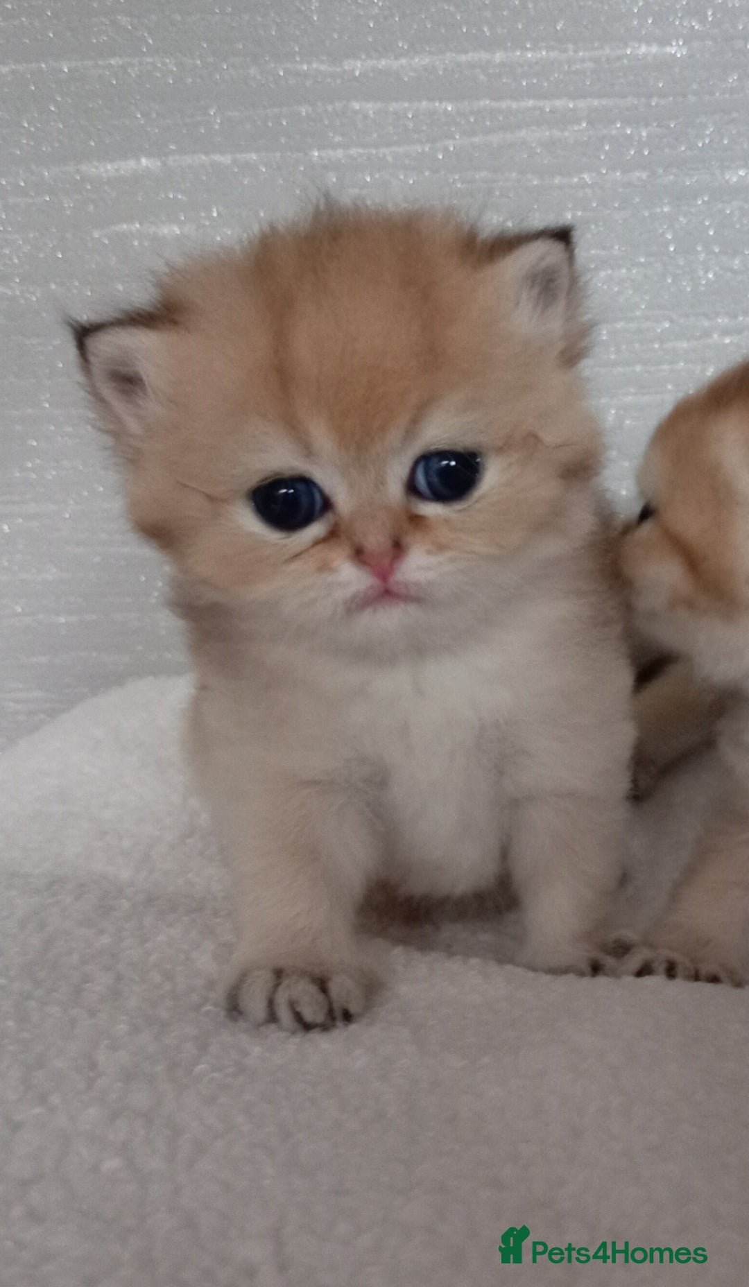 British Shorthair cats for sale: Quality X4 British Longhair x2 British Shorthair - Image 2