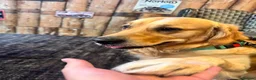 Golden Retriever dogs for stud: Charlie in Twickenham - Advert 3