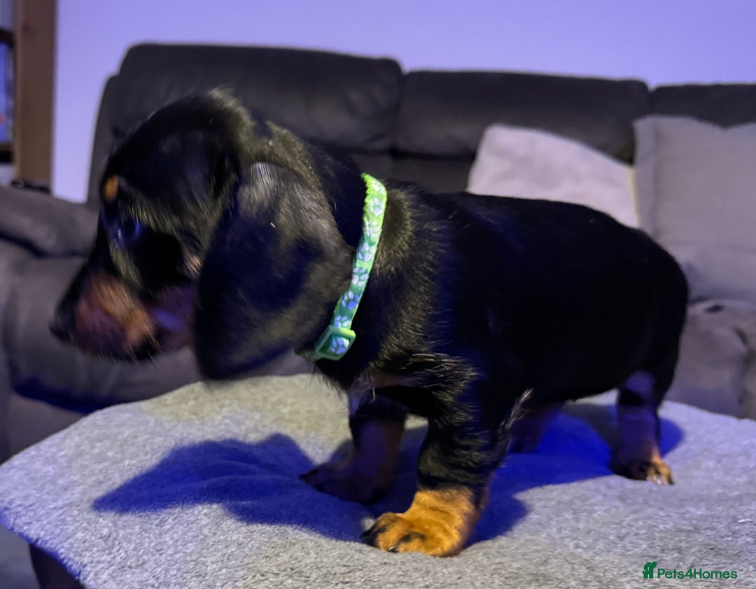 Dachshund dogs for sale: Gorgeous Standard wire haired & smooth Dachshunds - Advert 29