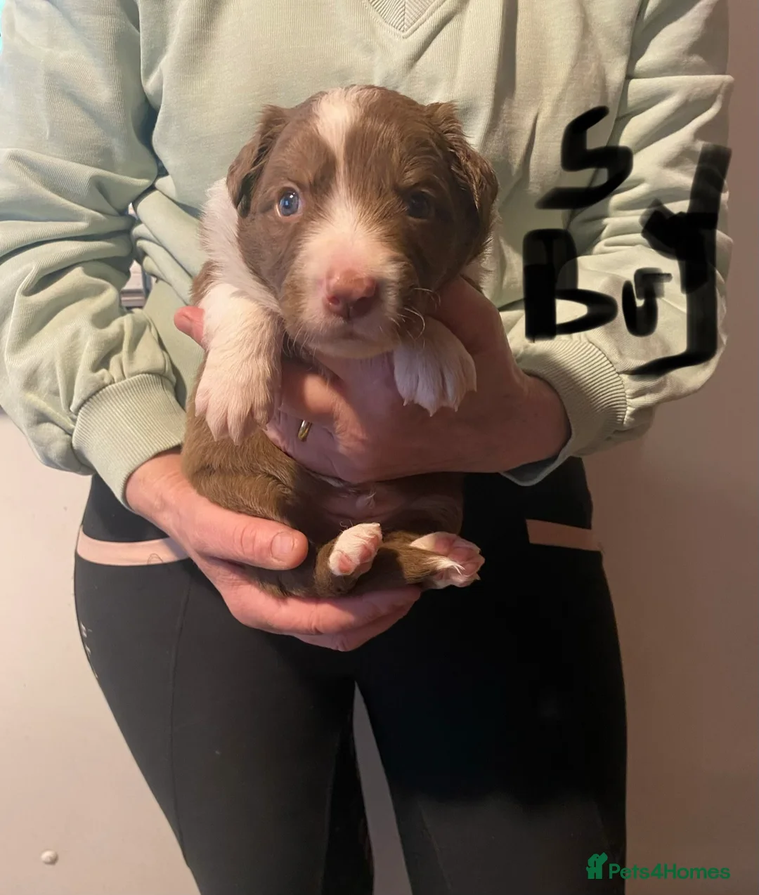 Border Collie dogs for sale: border collie puppies - Advert 6