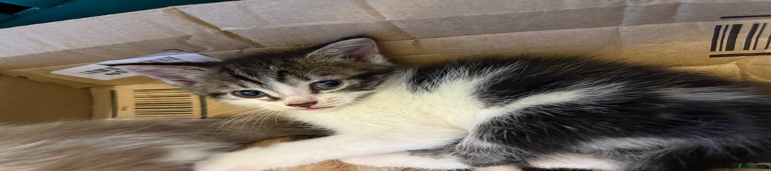 Mixed Breed Kitten 4