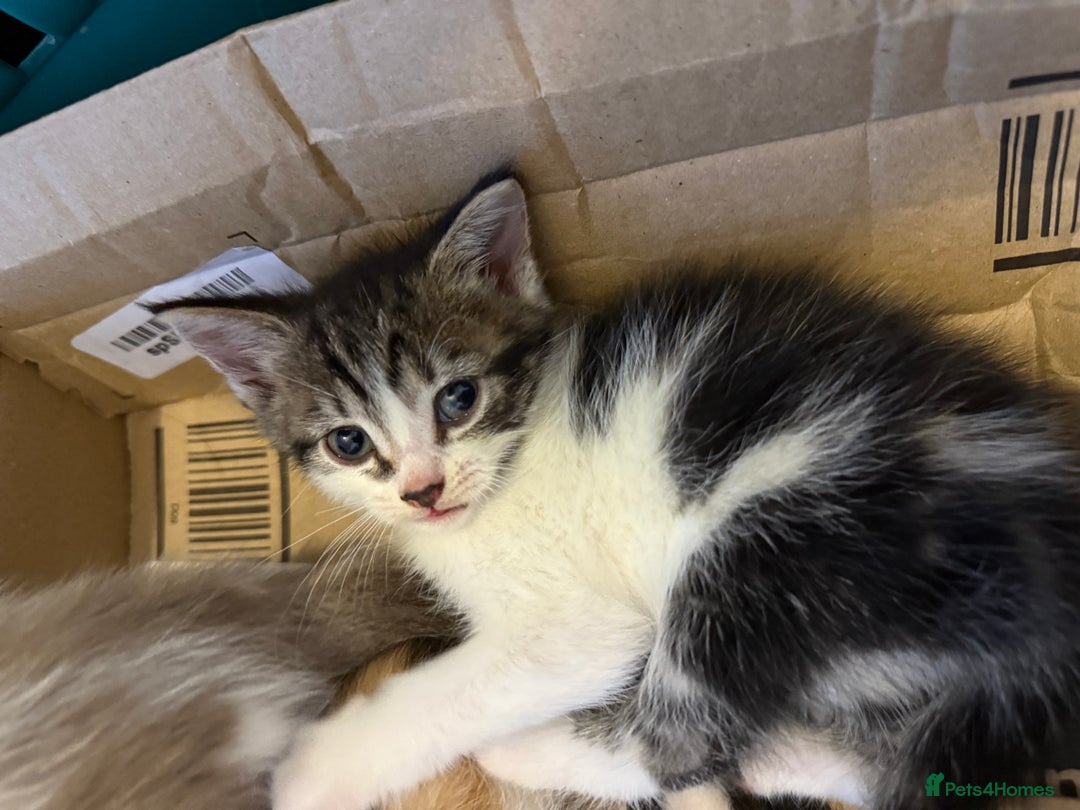 Mixed Breed cats for sale: Mixed breed kittens  - Image 4