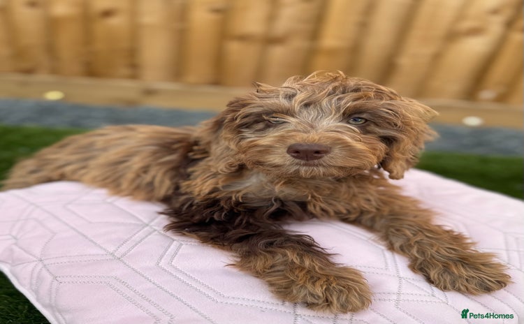 Cockapoo dogs in Stourport-on-Severn - Advert 3