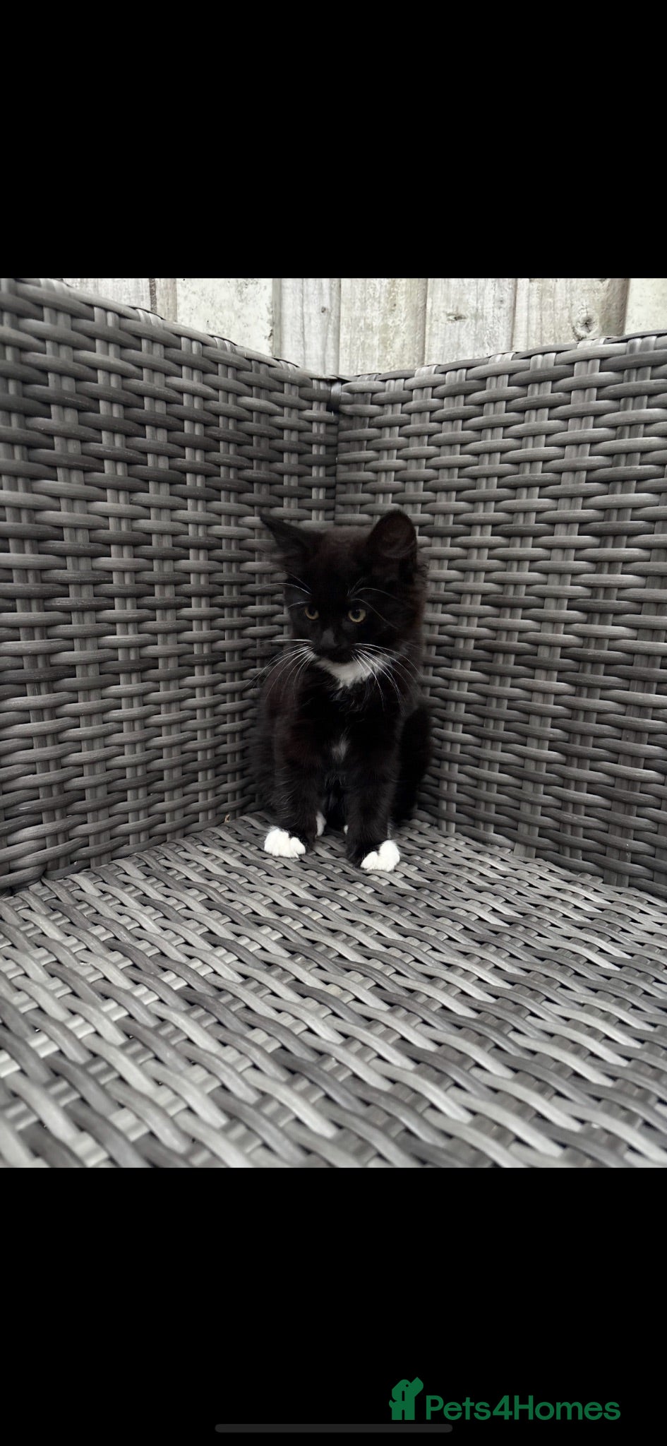 Mixed Breed cats Kittens - Advert 1