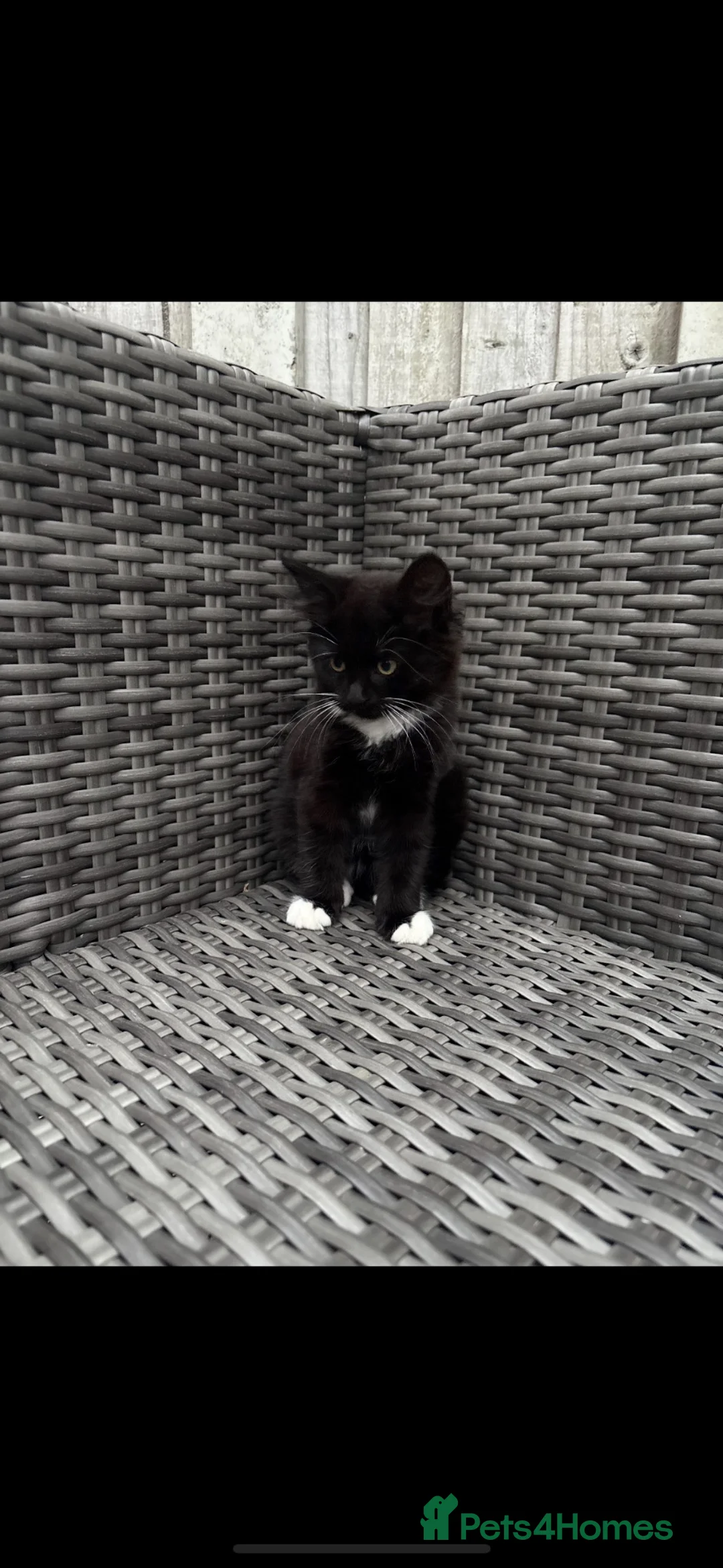 Mixed Breed cats for sale: Kittens in Chelmsford - Advert 1