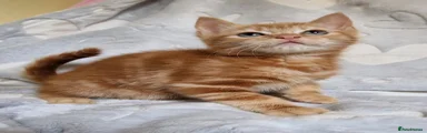 Mixed Breed Kitten 1