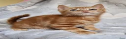 Mixed Breed cats for sale: Cute kittens  - Advert 10