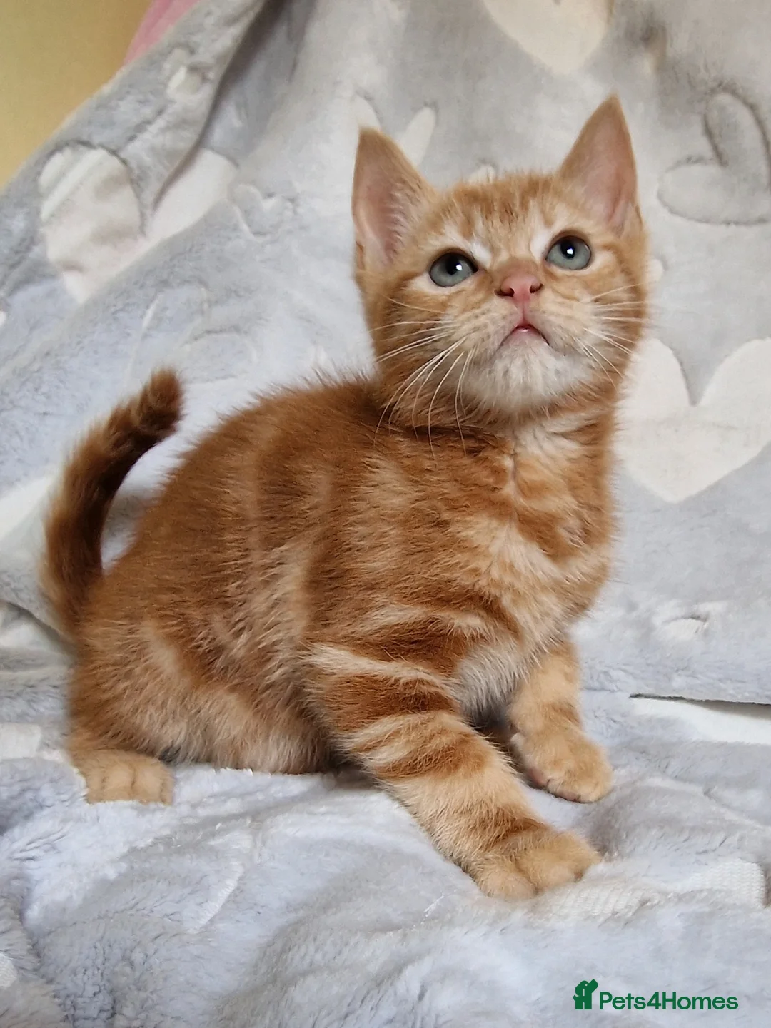 Mixed Breed cats for sale: Cute kittens  - Advert 10