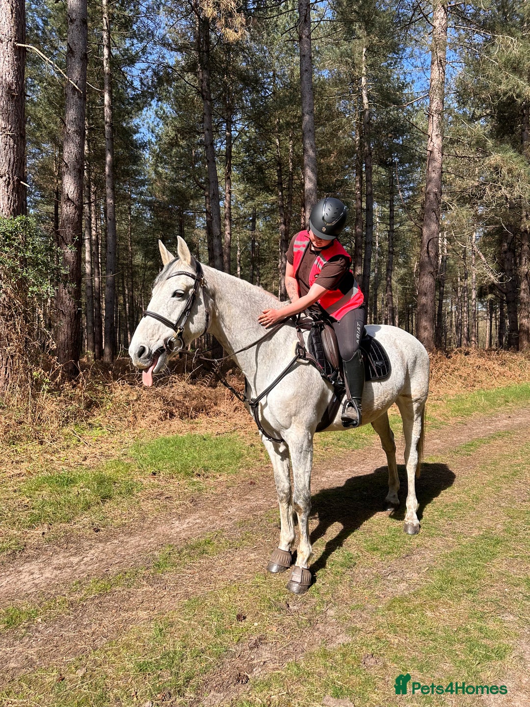 Other Breed horses for sale: Flashy mare - Advert 1