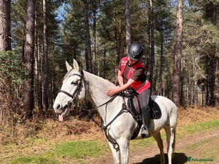 Other Breed horses Flashy mare - Advert 1